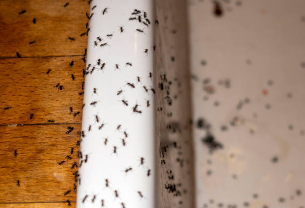 Best Pest Control Treatment  in Rainbow Lakes, NJ