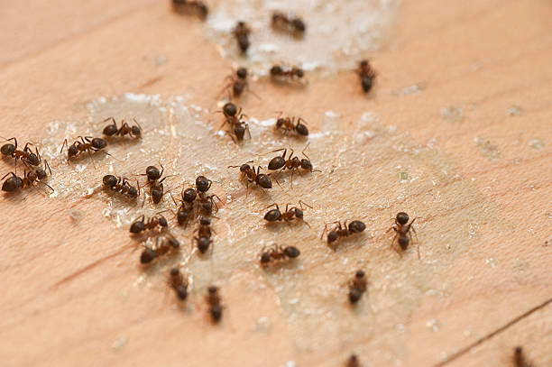 Best Pest Prevention Services  in Rainbow Lakes, NJ